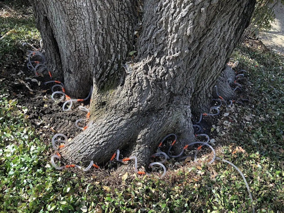 Detailed Tree Cabling and Bracing job site in Grain Valley